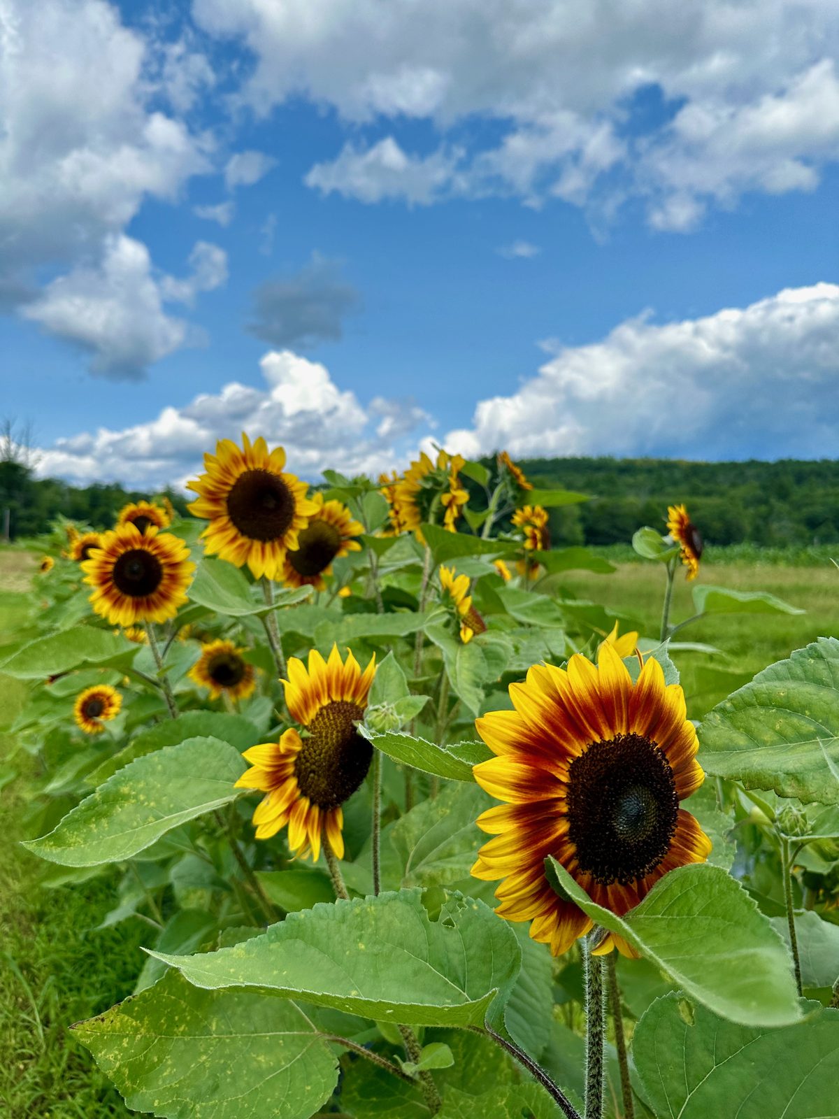 Sunflowers in the morning light