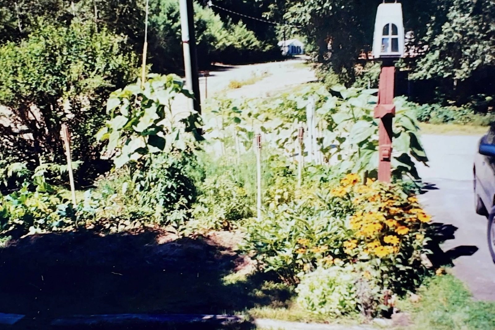 The garden in high summer